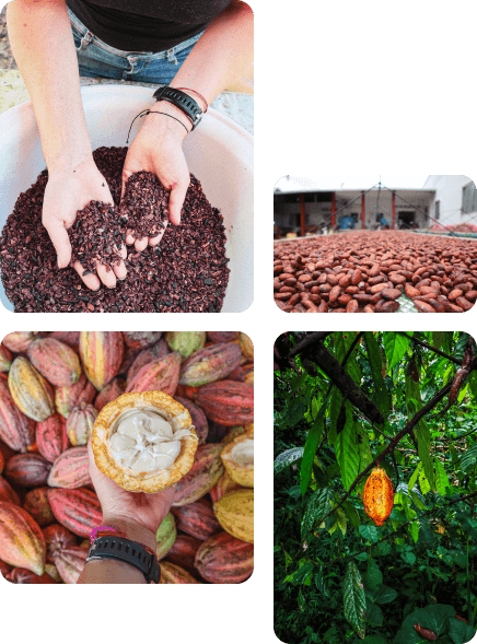 Dealerul tău de cacao și ciocolată bean to bar
